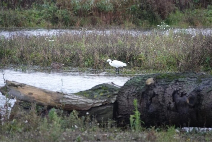 Kleine zilverreiger (Driemanspolder). Foto van Johan.
